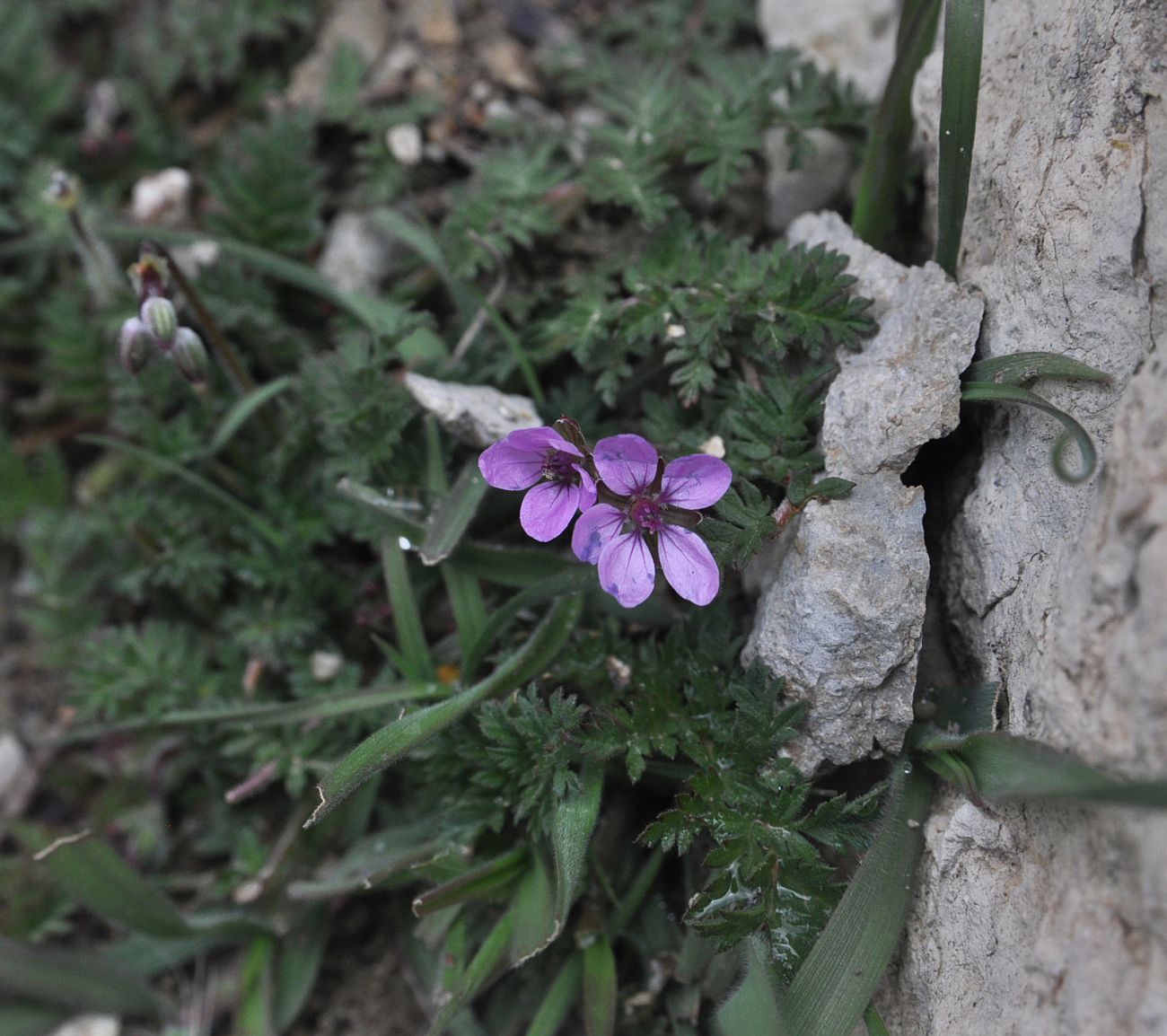 Изображение особи Erodium cicutarium.