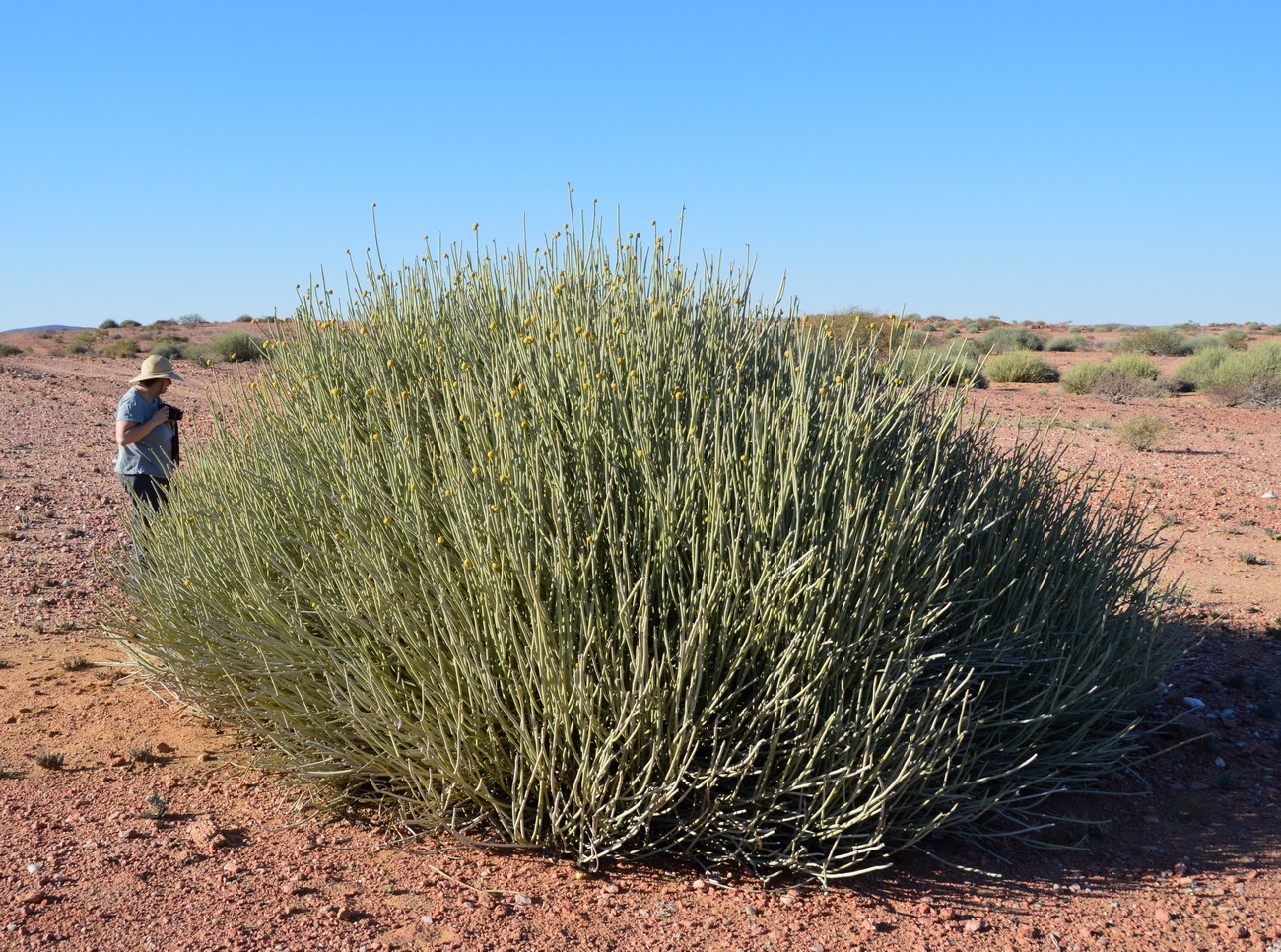 Image of Euphorbia damarana specimen.