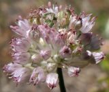Allium strictum. Соцветие. Татарстан, г. Бавлы, каменистый склон. 07.07.2010.