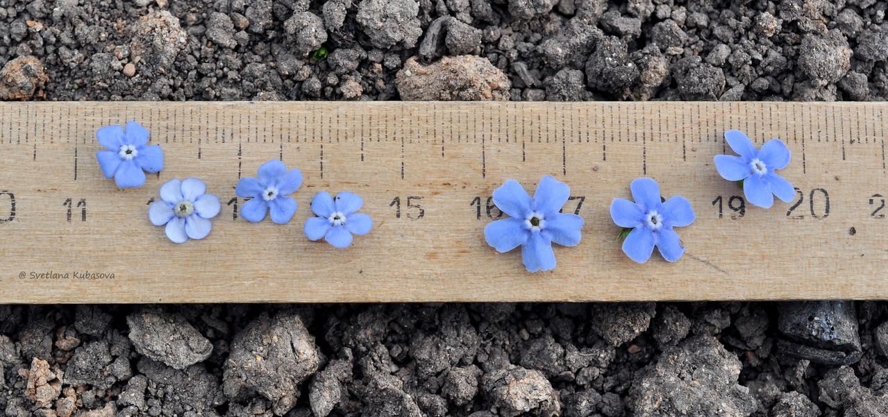 Image of genus Brunnera specimen.