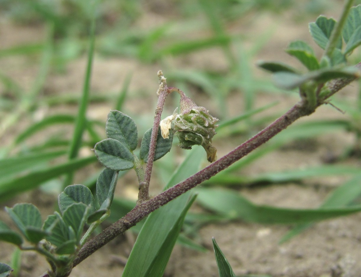 Image of Medicago daghestanica specimen.