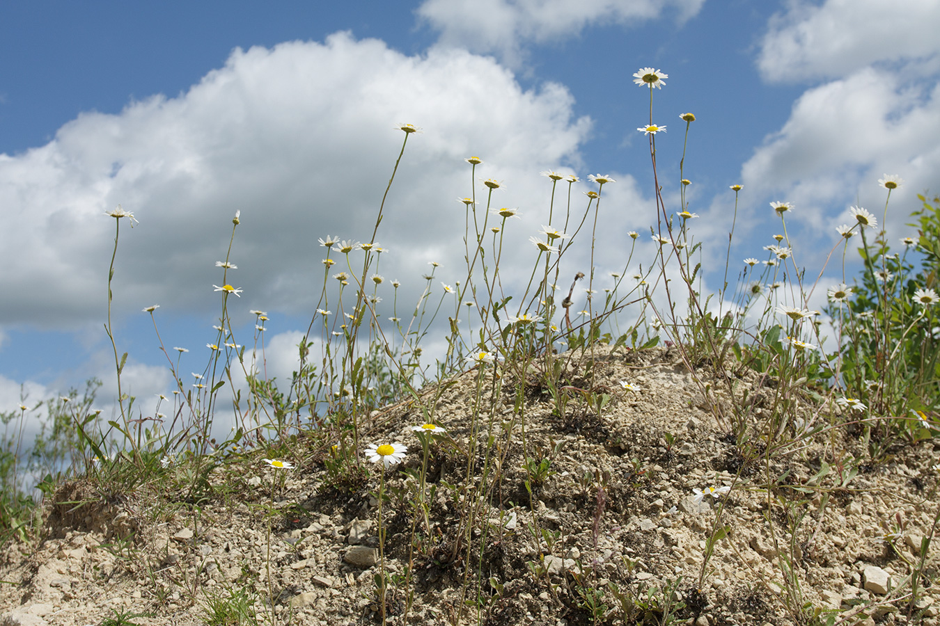 Image of Leucanthemum ircutianum specimen.