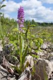 Dactylorhiza baltica. Цветущее растение. Ленинградская обл., Гатчинский р-н, окр. дер. Авколево, карьер \"Елизаветино\", сырая каменистая россыпь в понижении на месте выработки известняка. 16.06.2019.