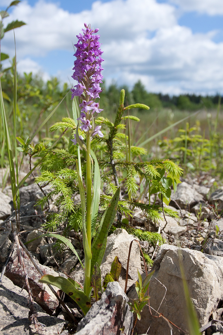 Image of Dactylorhiza baltica specimen.