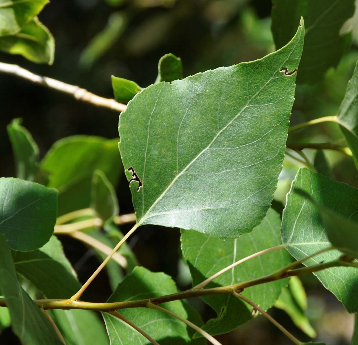 Image of Populus afghanica specimen.