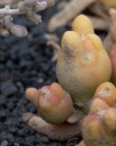 Mesembryanthemum cryptanthum