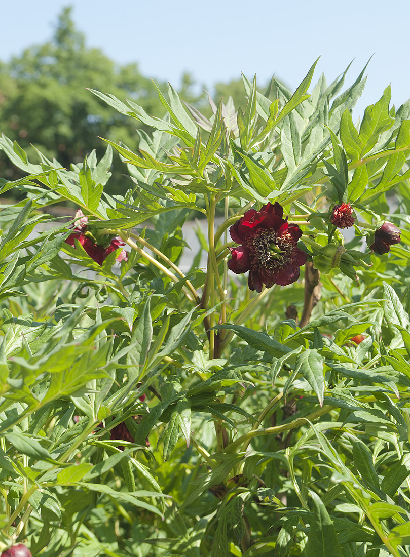 Image of Paeonia delavayi specimen.