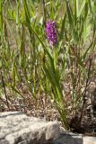 Dactylorhiza incarnata. Цветущее растение. Ленинградская обл., Гатчинский р-н, окр. дер. Авколево, карьер \"Елизаветино\", сырое каменистое понижение на месте выработки известняка. 16.06.2019.