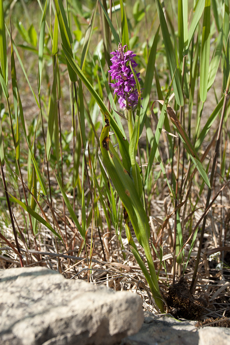 Image of Dactylorhiza incarnata specimen.