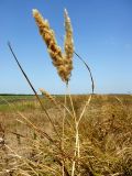 Calamagrostis glomerata. Верхушка плодоносящих растений. Ростовская обл., Азовский р-н, окр. с. Кугей, засолённый луг. 26.08.2018.