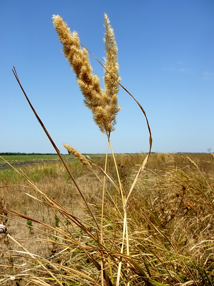 Image of Calamagrostis glomerata specimen.