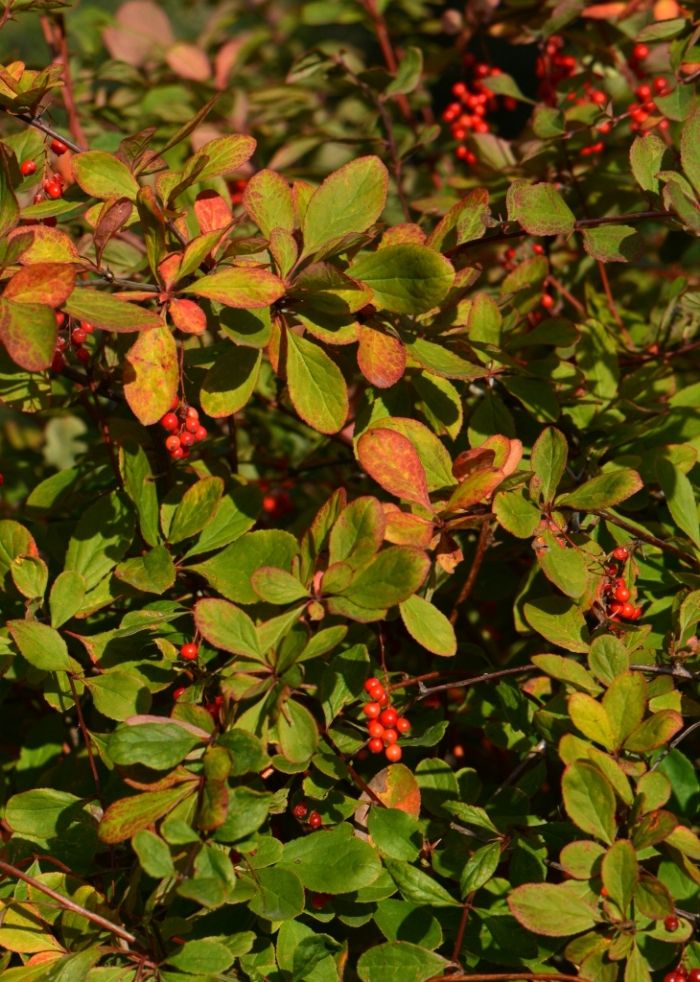 Image of Berberis koreana specimen.