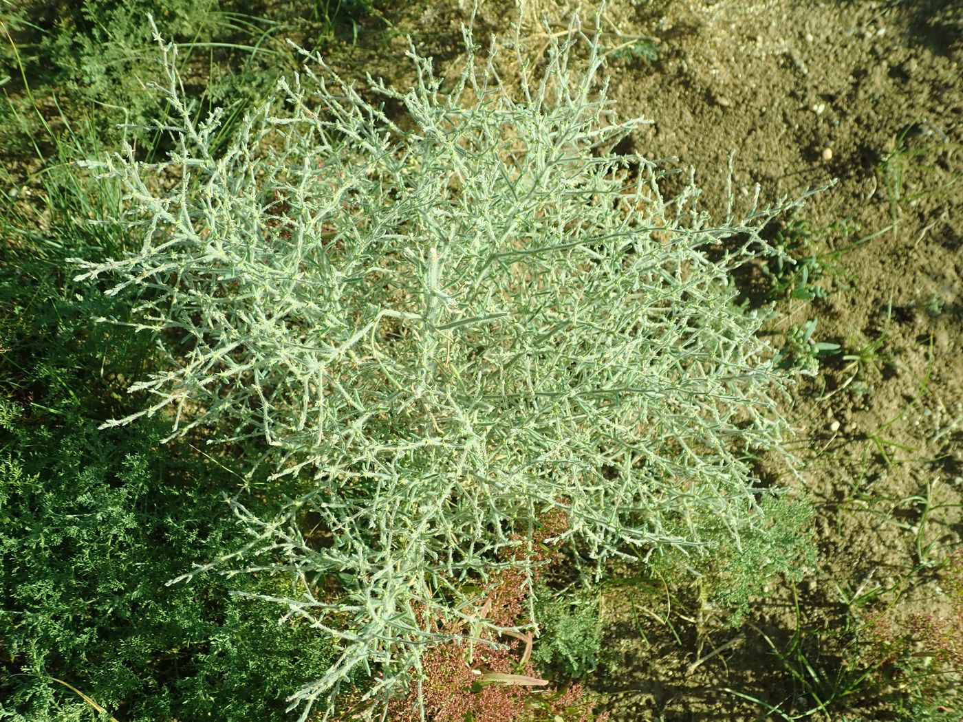 Изображение особи Grubovia dasyphylla.