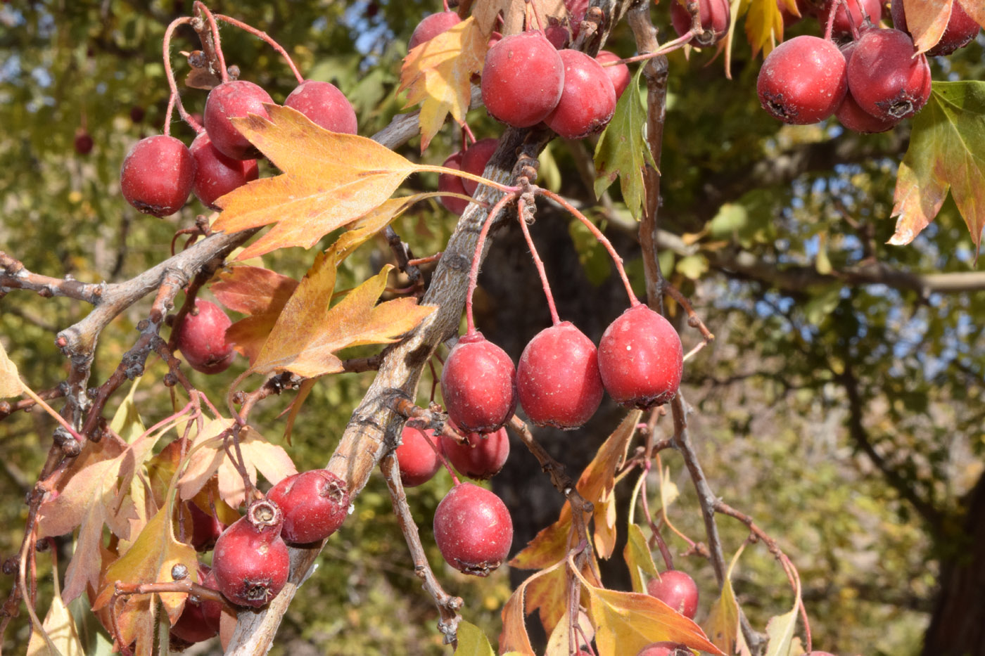 Image of Crataegus turkestanica specimen.