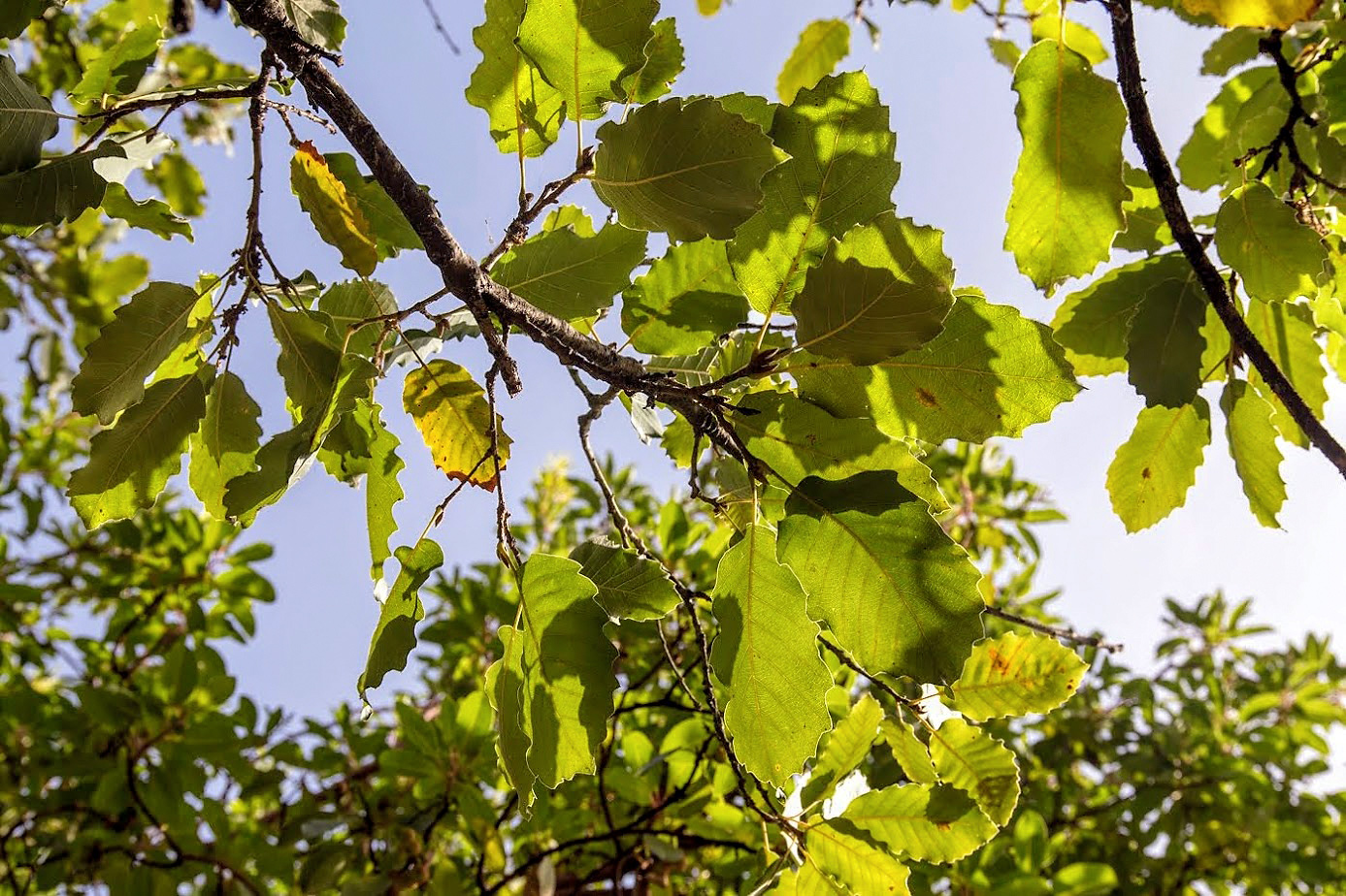 Изображение особи Quercus boissieri.