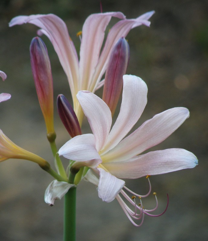 Image of Lycoris squamigera specimen.