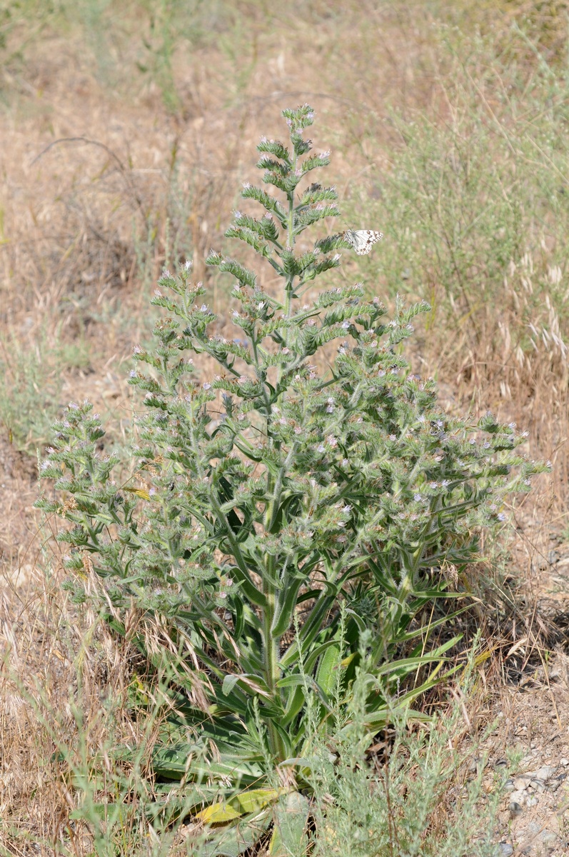 Image of Echium biebersteinii specimen.