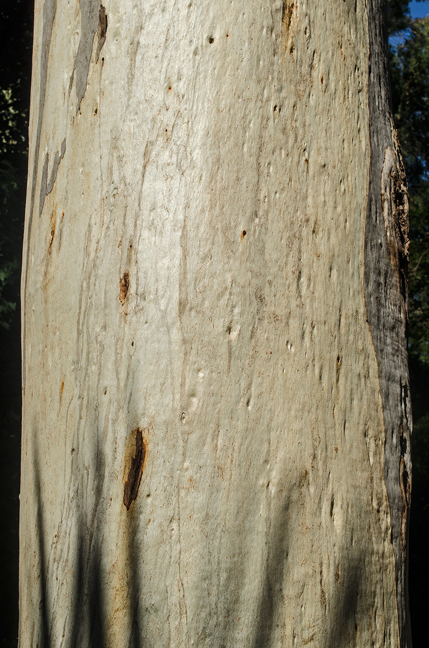 Image of genus Eucalyptus specimen.