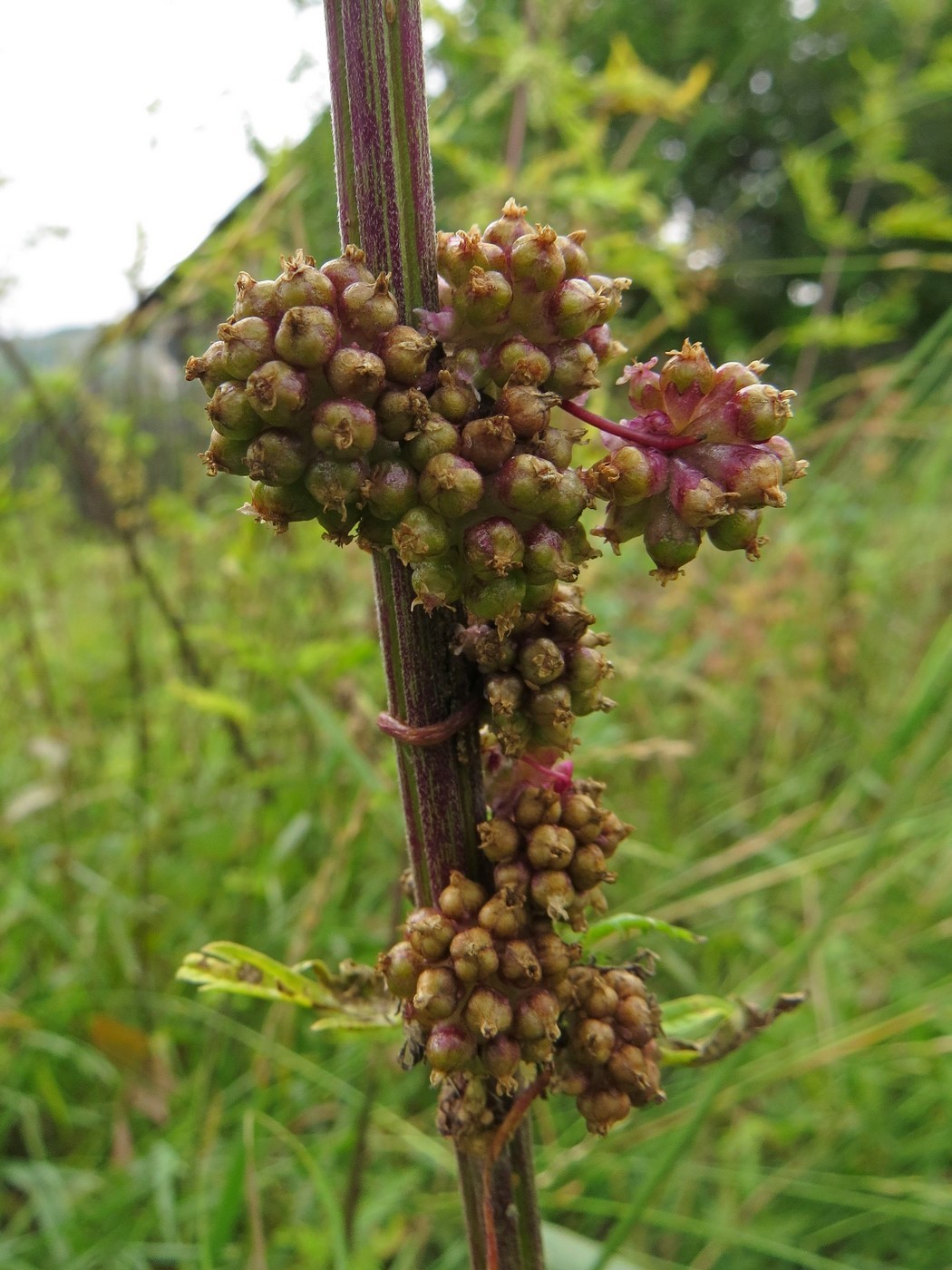 Image of Cuscuta europaea specimen.