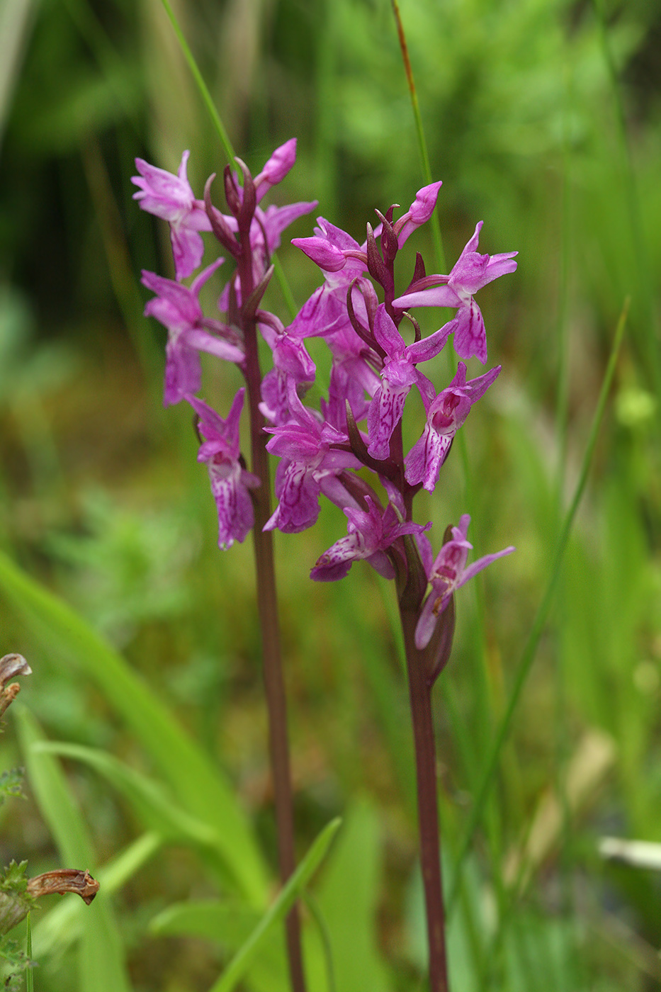 Изображение особи Dactylorhiza traunsteineri.