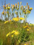 Crepis tectorum. Верхушка цветущего растения. Архангельская обл., Вельский р-н, окр. пос. Усть-Шоноша, у ж. д. 30 июня 2010 г.