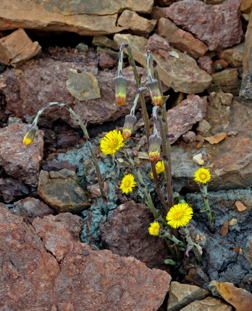 Image of Tussilago farfara specimen.