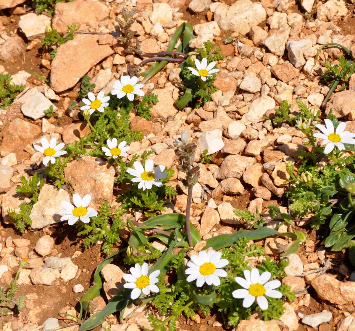 Image of genus Anthemis specimen.