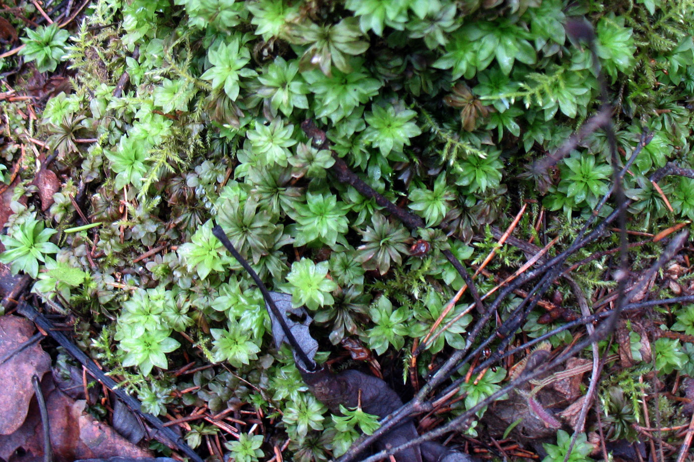 Изображение особи Rhodobryum roseum.