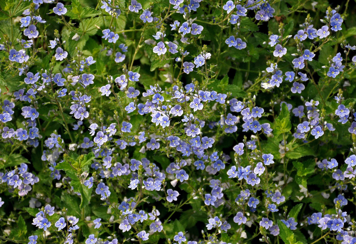 Image of Veronica chamaedrys specimen.