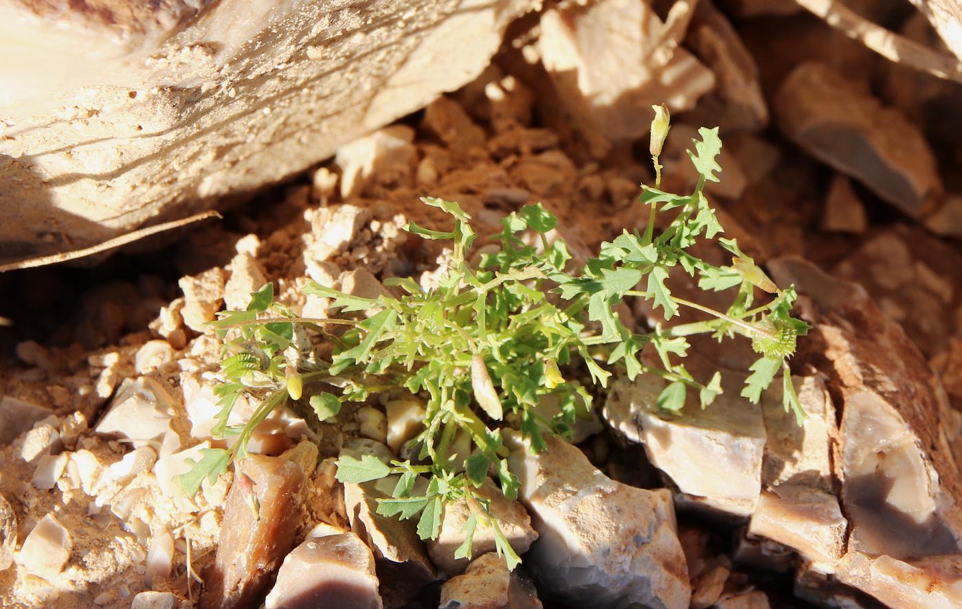 Изображение особи род Medicago.