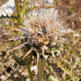 Cynara cornigera