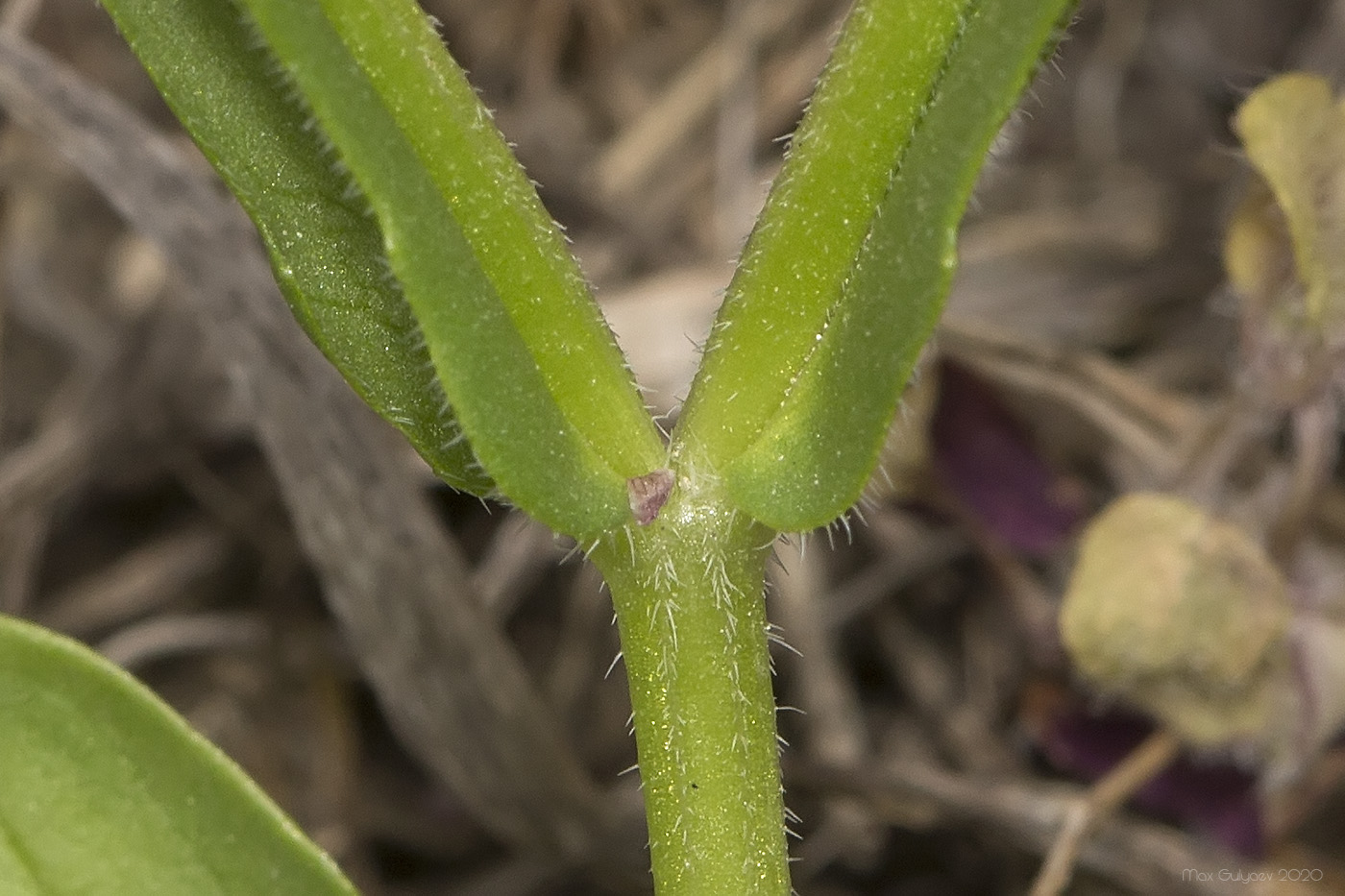 Image of Valerianella turgida specimen.