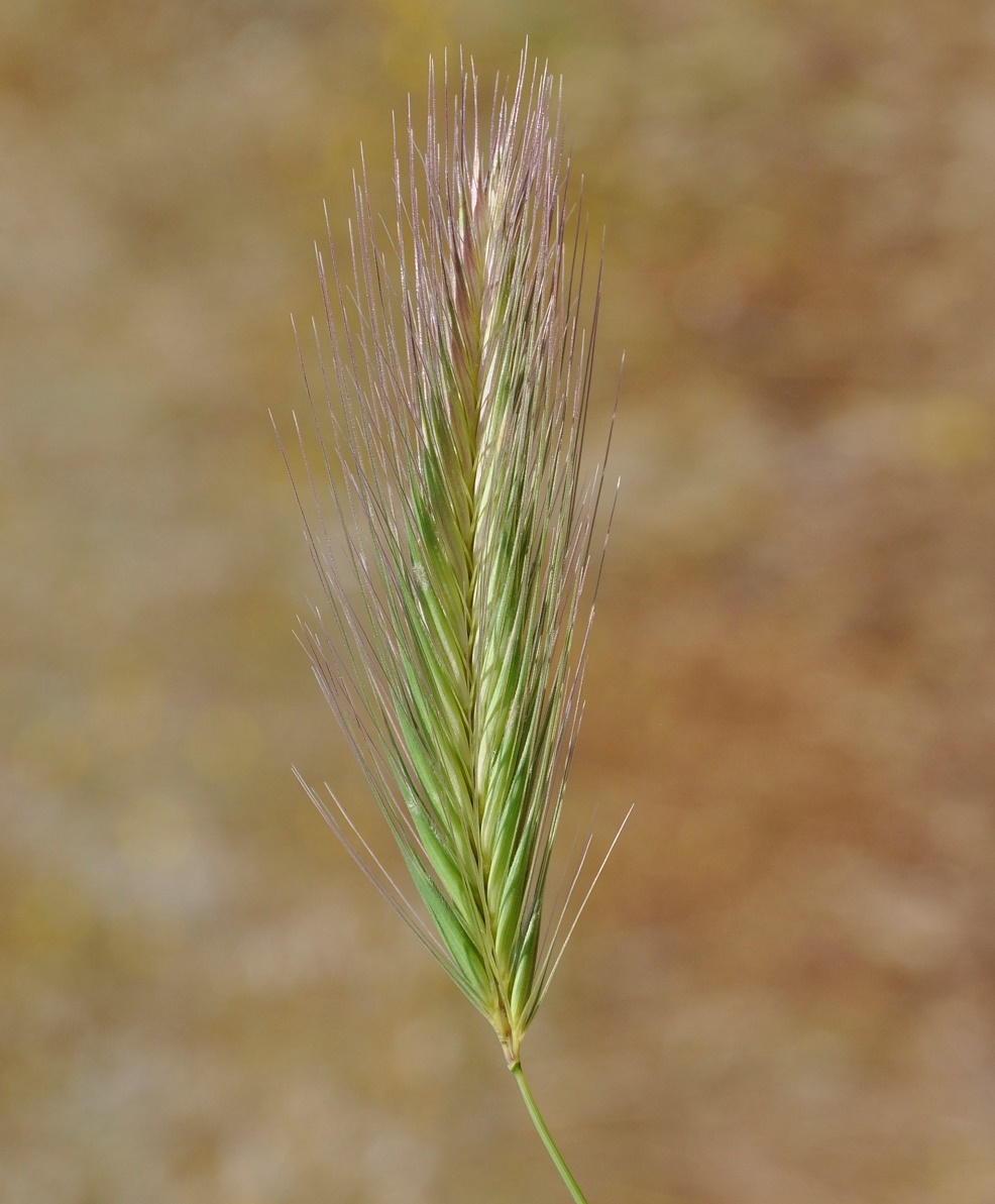 Image of genus Hordeum specimen.