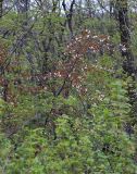 Cerasus sachalinensis. Часть кроны цветущего дерева. Приморский край, окр. г. Владивостока, в широколиственном лесу. 08.05.2020.