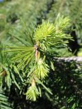 Pseudotsuga menziesii. Верхушка ветви с молодыми побегами. Беларусь, г. Минск, парк Грековой, декоративное озеленение. 23.05.2020.