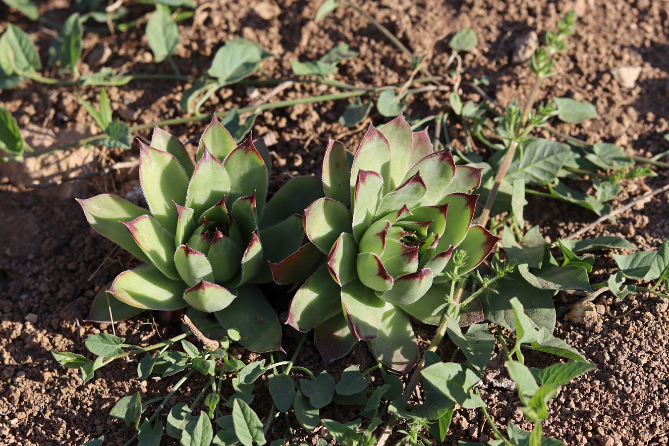 Изображение особи Sempervivum ruthenicum.