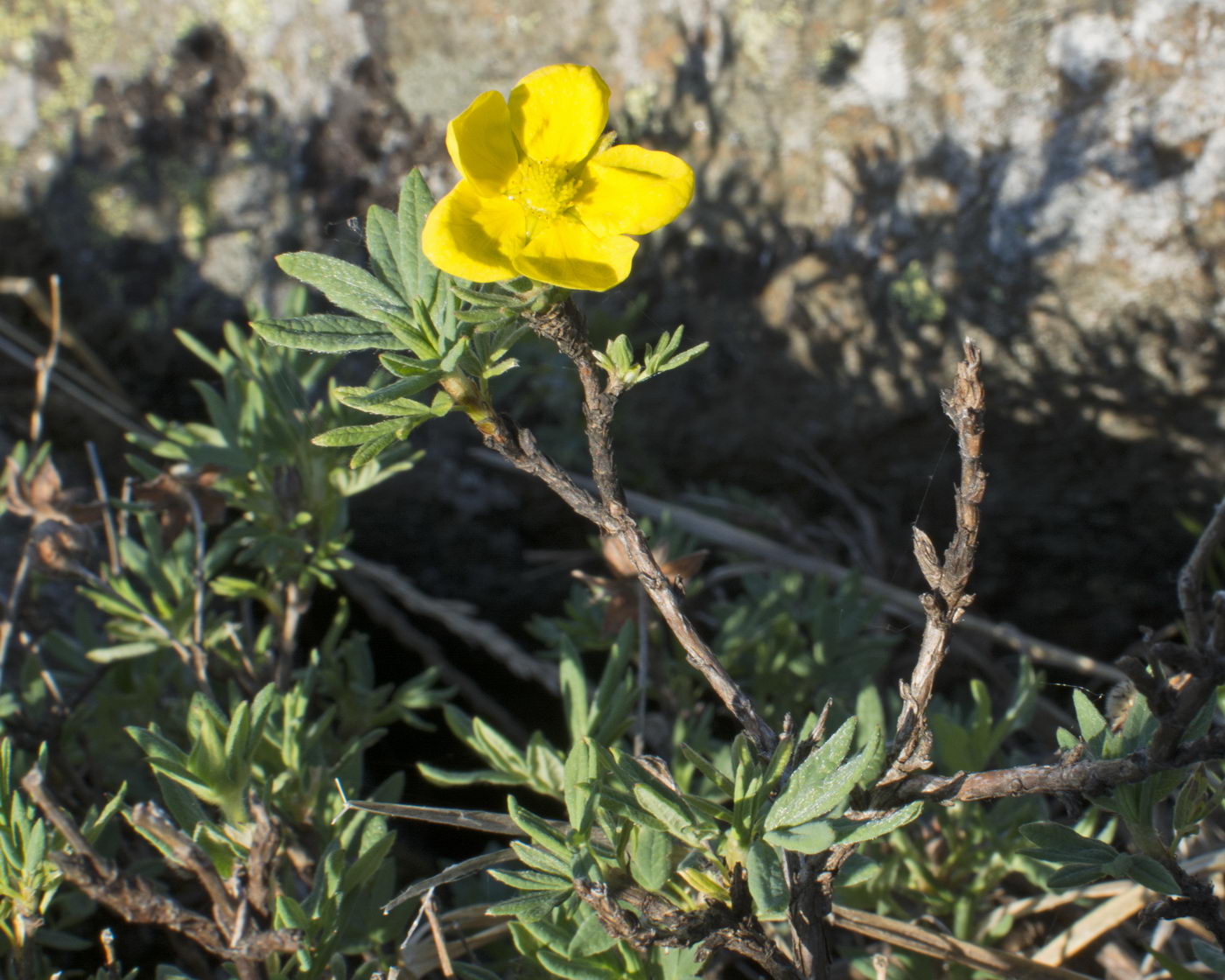 Image of Dasiphora fruticosa specimen.