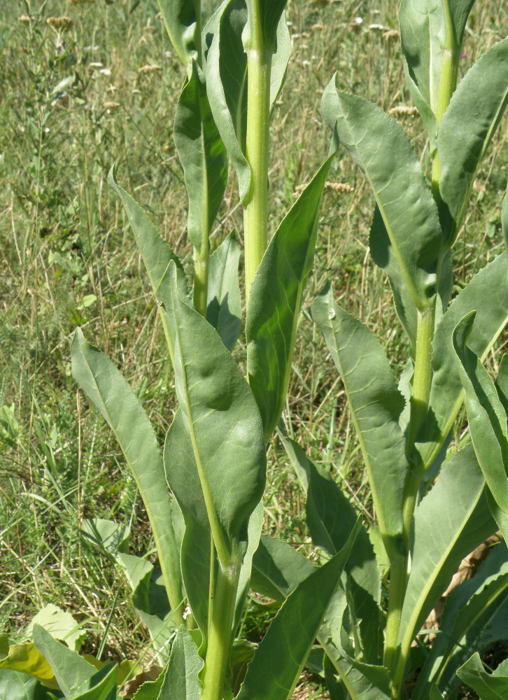 Изображение особи Senecio schwetzowii.