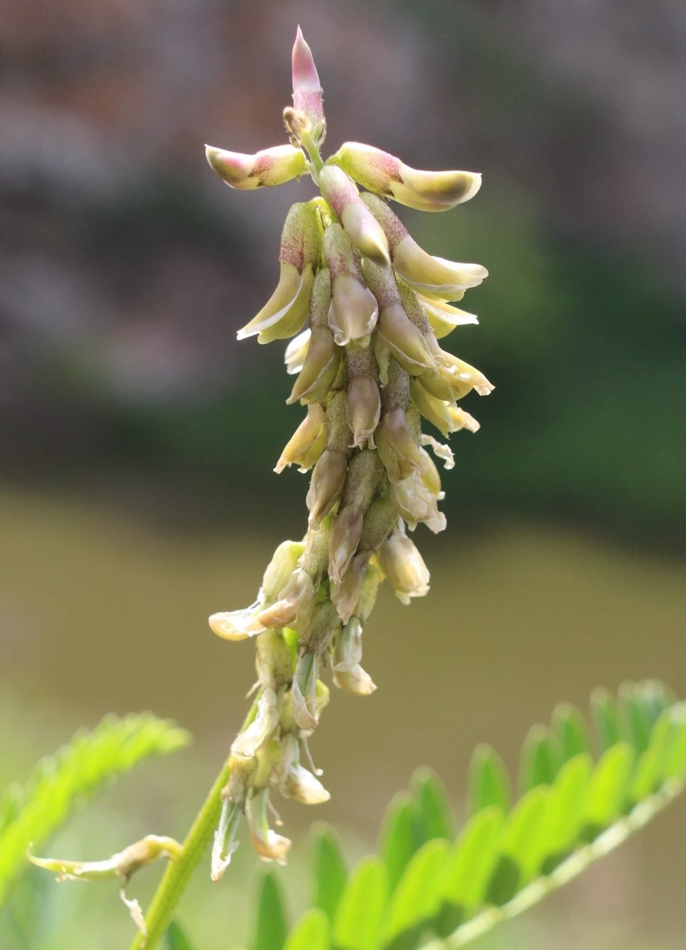 Image of Astragalus falcatus specimen.