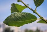 Salix caprea. Лист (оборотная сторона). Пермский край, г. Пермь, Ленинский р-н, городская эспланада, сквер, в озеленении. 06.07.2020.