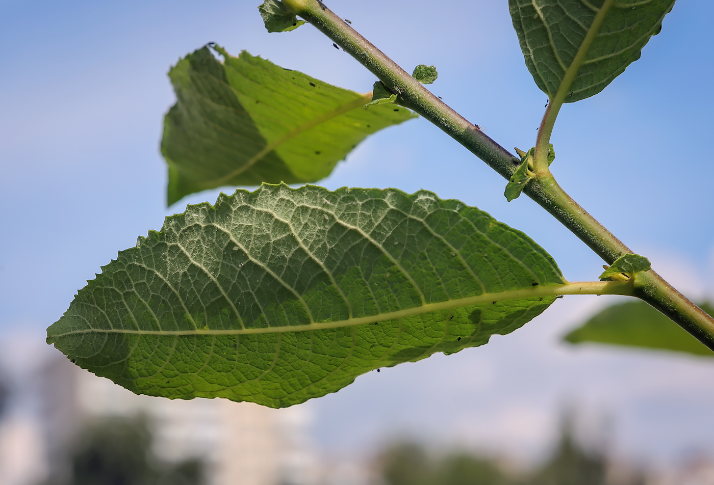 Изображение особи Salix caprea.