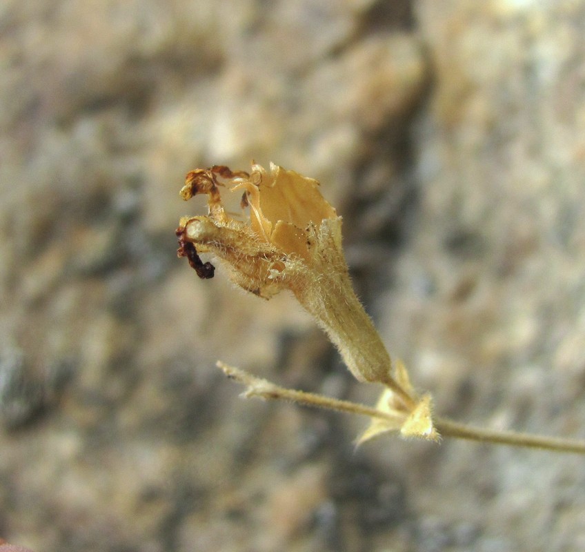 Image of Silene pygmaea specimen.