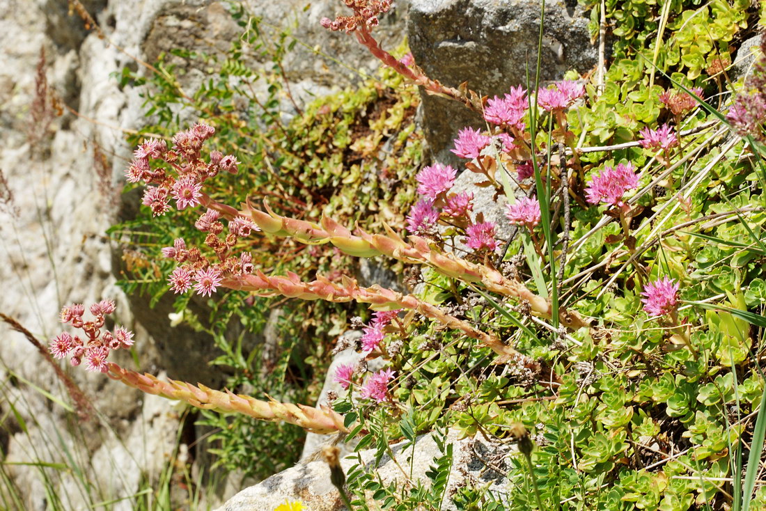 Изображение особи Sempervivum caucasicum.