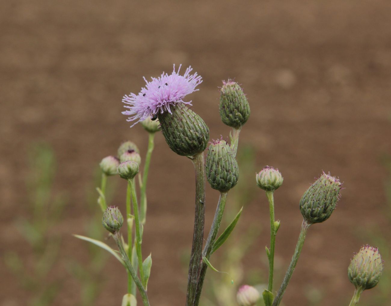 Изображение особи род Cirsium.