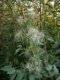 Clematis glauca