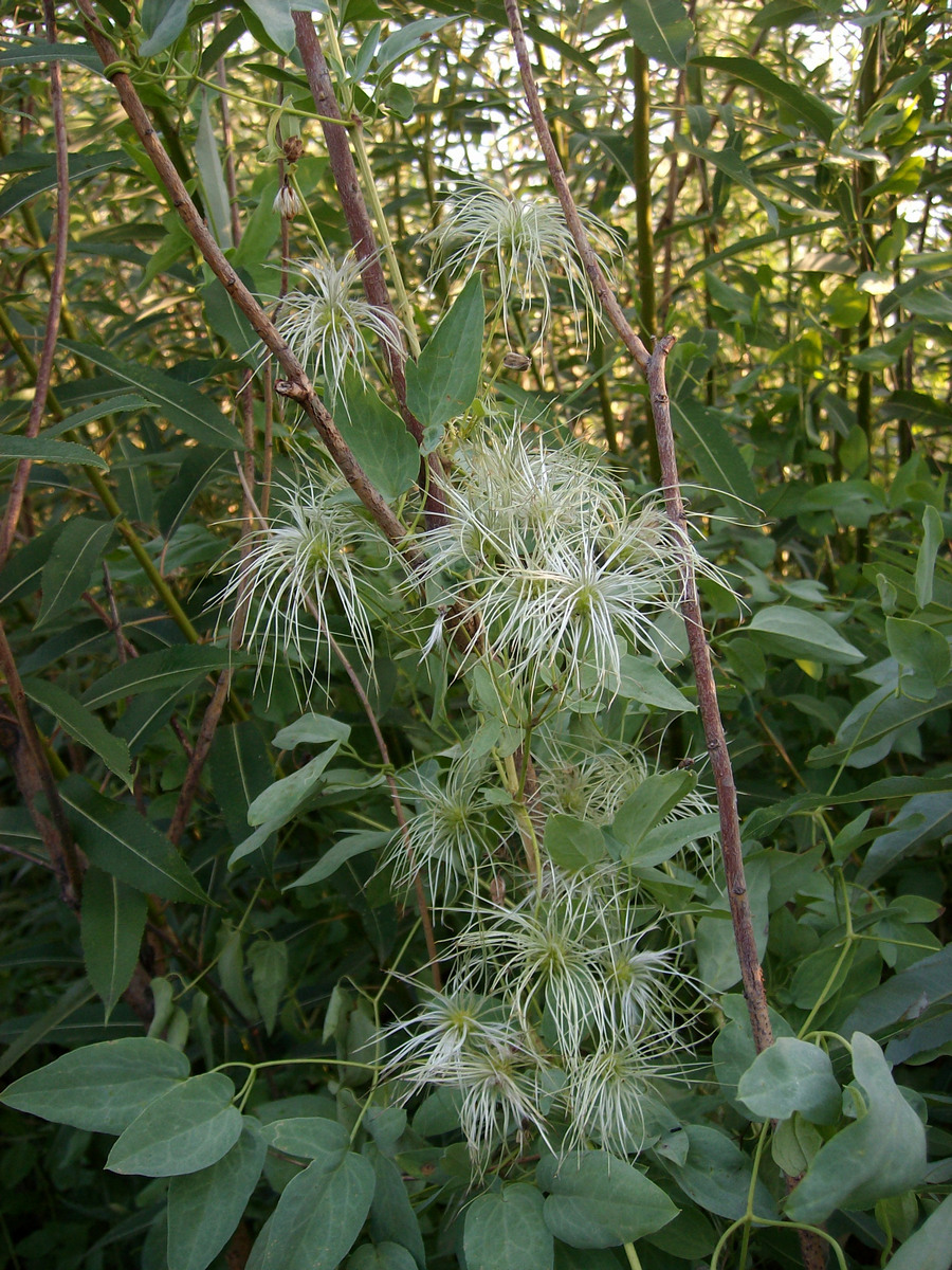 Изображение особи Clematis glauca.