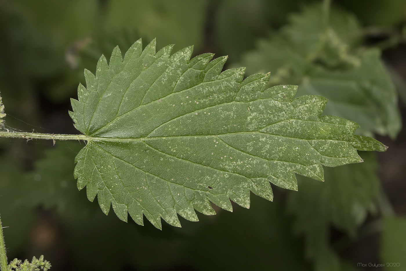 Изображение особи род Urtica.