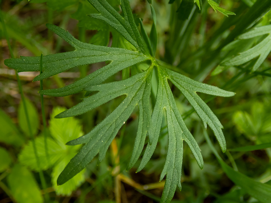 Image of Ranunculus acris specimen.