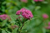 Spiraea japonica. Верхушка ветви с соцветием и бутонами. Московская обл., г. Железнодорожный, в культуре. 26.06.2020.