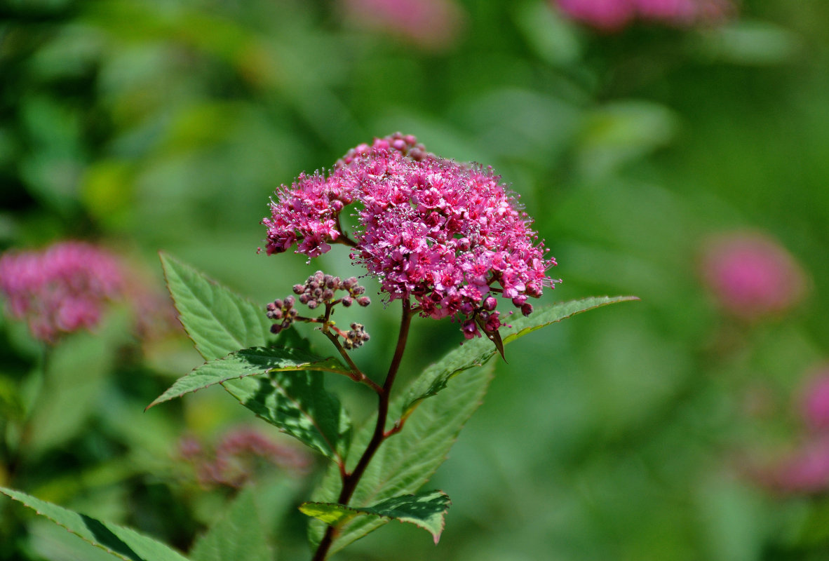 Изображение особи Spiraea japonica.